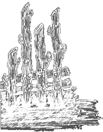 d_skitso10d.gif (17982 bytes)